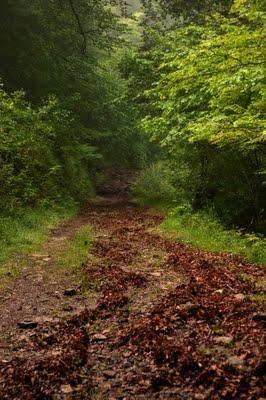 El Carácter de un bosque
