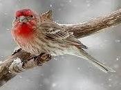 actitud pájaros ante adversidades!