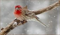 La actitud de los pájaros ante las adversidades!