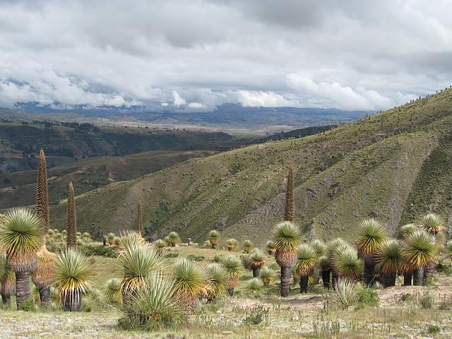 RUMBO AL BOSQUE DE PUYAS DE VISCHONGO