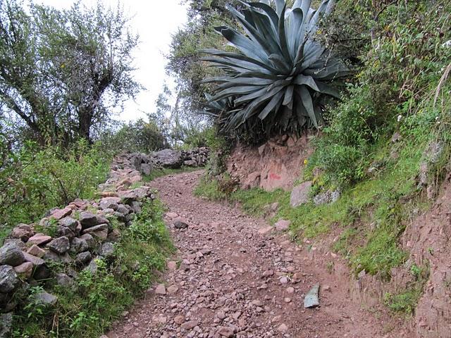 RUMBO AL BOSQUE DE PUYAS DE VISCHONGO