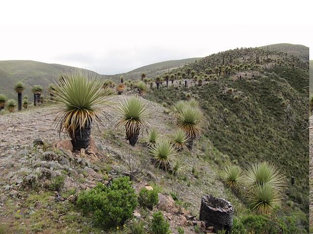 RUMBO AL BOSQUE DE PUYAS DE VISCHONGO