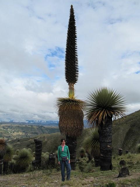 RUMBO AL BOSQUE DE PUYAS DE VISCHONGO