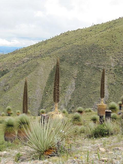 RUMBO AL BOSQUE DE PUYAS DE VISCHONGO