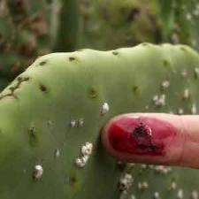 Jardín de Cactus en Lanzarote