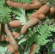 Tamarindo excelente purgante,mejora la digestión,combate los gases Tamarindo excelente purgante,mejora la digestión,combate los gases