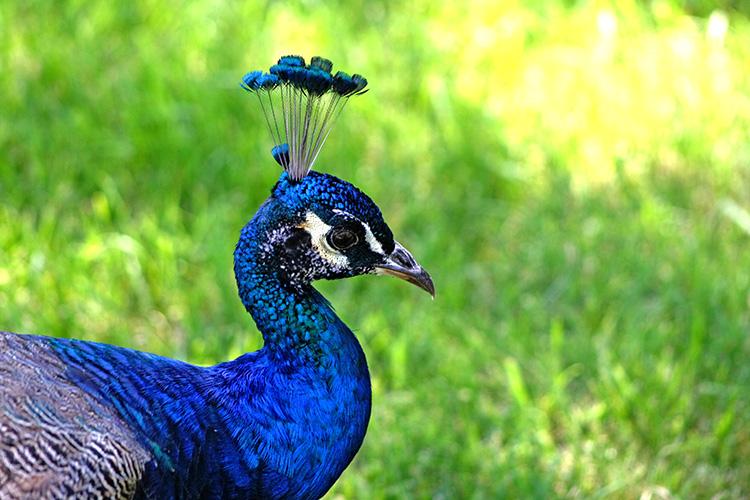 Plano corto de un pavo en el zoo de Madrid
