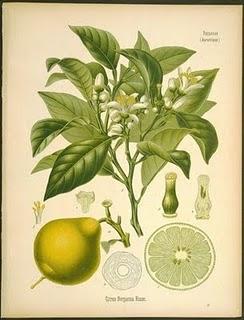 Bergamota (continuación)