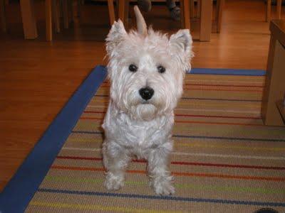 Atención urgente Westy robado en Catarroja en plena calle.