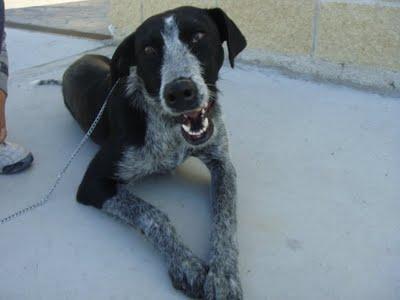 GAIA, MUY CARIÑOSA Y EN LA PERRERA (MADRID)