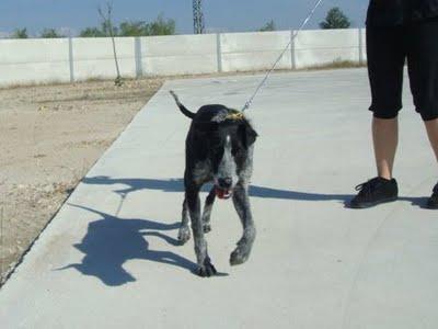 GAIA, MUY CARIÑOSA Y EN LA PERRERA (MADRID)