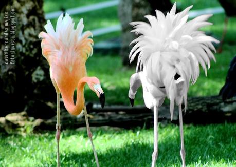 Dos flamencos se enfrentan y pelean en el zoo de Madrid
