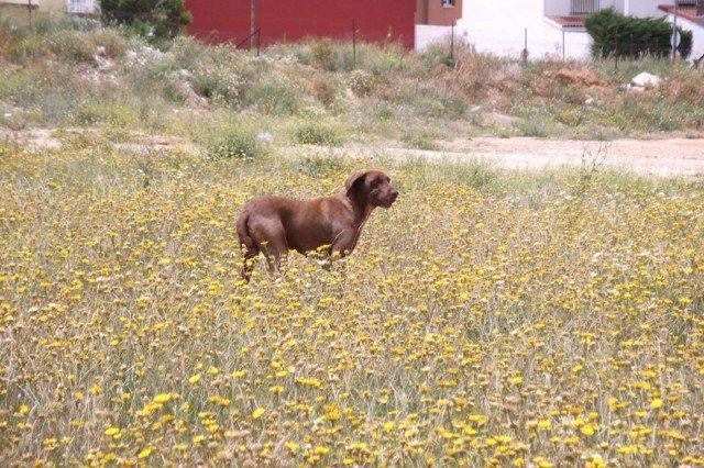 braco en zona peligrosa (Cádiz)
