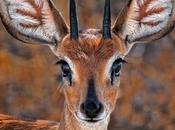 Images remember before extinction