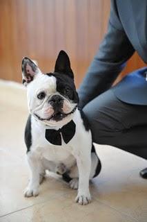 Tu perro va de boda... ¡y el mío también!