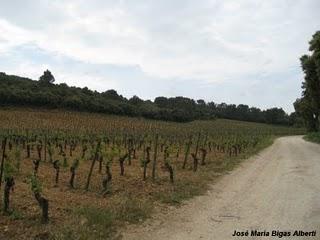 Campeones del vino del Languedoc-Roussillon (1) - Mas Daumas Gassac