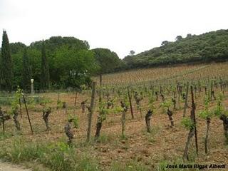 Campeones del vino del Languedoc-Roussillon (1) - Mas Daumas Gassac