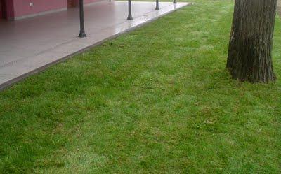 Colocación del Cesped