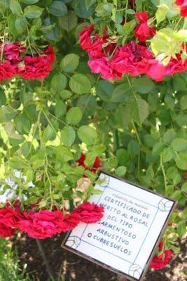 Rosa ganadora Villa de Madrid 2011