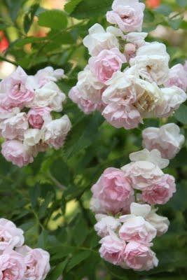 Rosa ganadora Villa de Madrid 2011