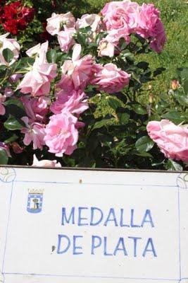 Rosa ganadora Villa de Madrid 2011