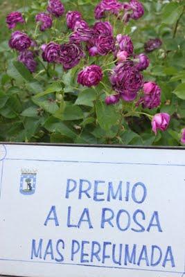 Rosa ganadora Villa de Madrid 2011