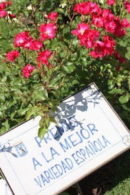Rosa ganadora Villa de Madrid 2011