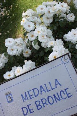 Rosa ganadora Villa de Madrid 2011