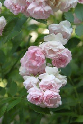 Rosa ganadora Villa de Madrid 2011