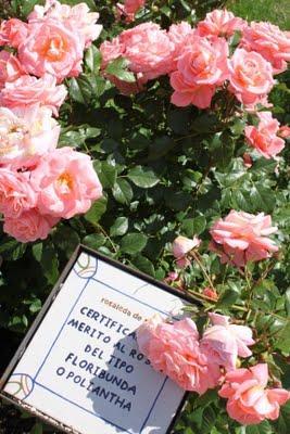 Rosa ganadora Villa de Madrid 2011