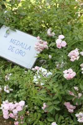 Rosa ganadora Villa de Madrid 2011