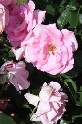 Rosa ganadora Villa de Madrid 2011