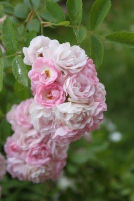 Rosa ganadora Villa de Madrid 2011