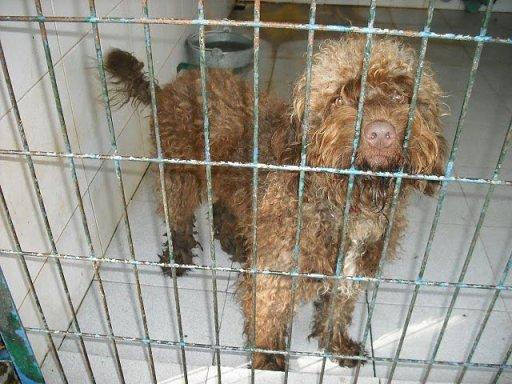 Donut, perro de agua en adopción.