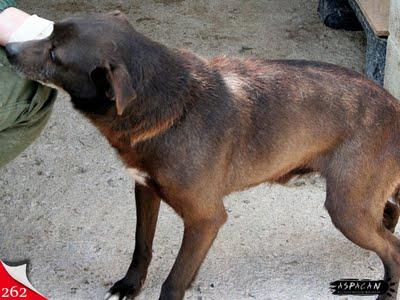 Nuestros pequeños abuelos invisibles.