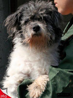 Nuestros pequeños abuelos invisibles.