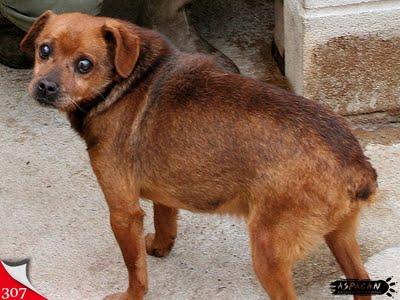 Nuestros pequeños abuelos invisibles.