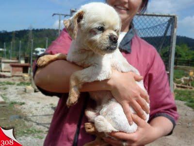 Nuestros pequeños abuelos invisibles.