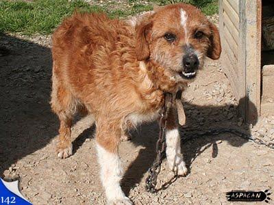 Nuestros pequeños abuelos invisibles.