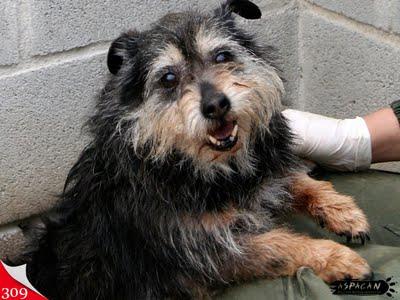 Nuestros pequeños abuelos invisibles.