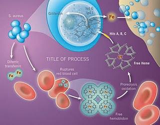 Manejo de las infecciones por Staphylococcus Aureus resistente a la meticilina (SARM) (parte 2)