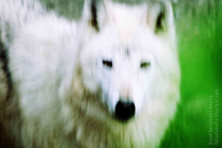 Un lobo blanco fotografíado en la salvaje soledad del zoo de Madrid