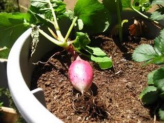 Las huertas de mi vida