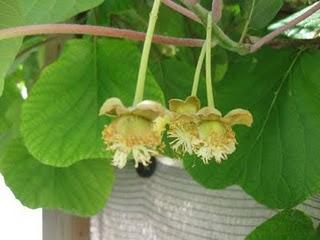 Las huertas de mi vida