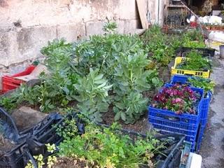 Las huertas de mi vida