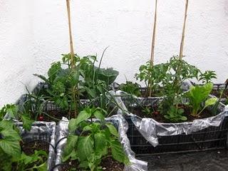 Las huertas de mi vida