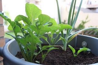 Las huertas de mi vida