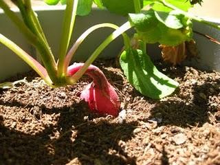 Las huertas de mi vida