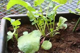 Las huertas de mi vida