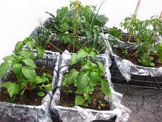 Las huertas de mi vida